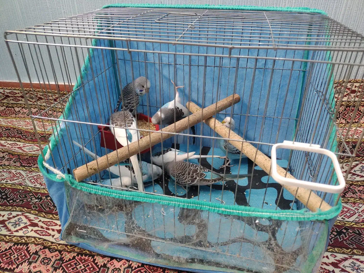 مرغ عشق|پرنده|اردبیل, |دیوار