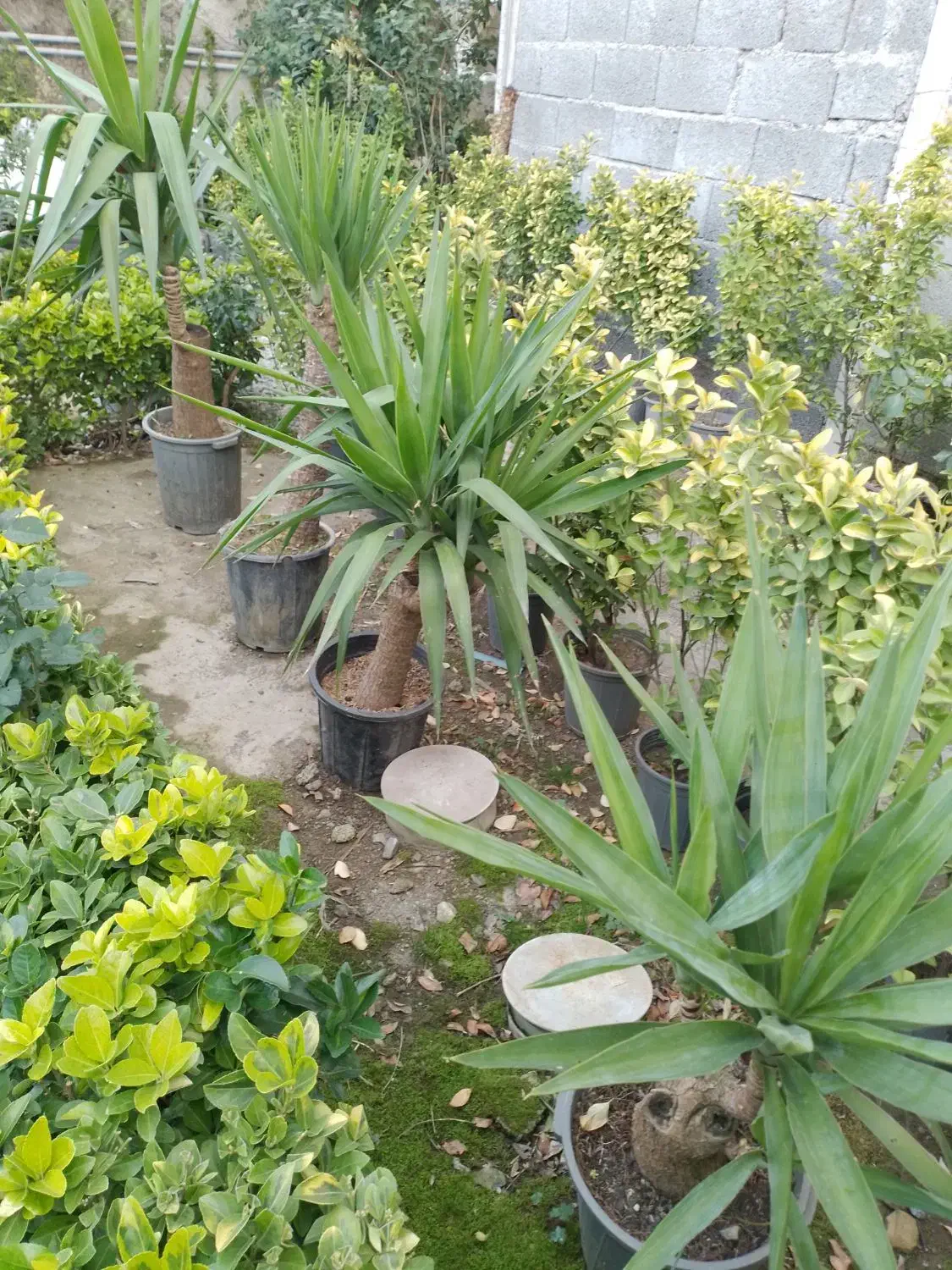 انواع گل حیاطی وداخل منزل|گل و گیاه طبیعی|رامسر, |دیوار