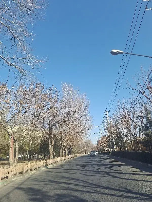 کفتر سفید پیدا شده|حیوانات|قم, زنبیل آباد|دیوار