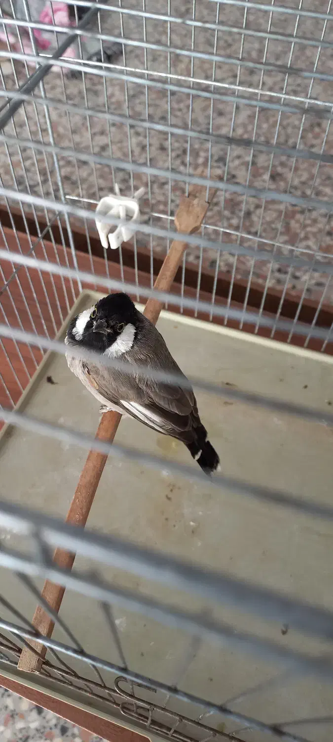 پرنده|پرنده|شیراز, طلاب|دیوار