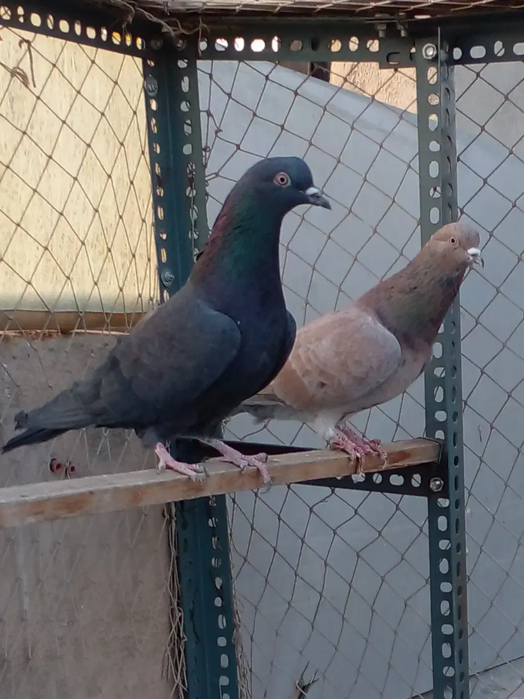 یک جفت کفتر سرور وزاغ|پرنده|تهران, هلال احمر|دیوار