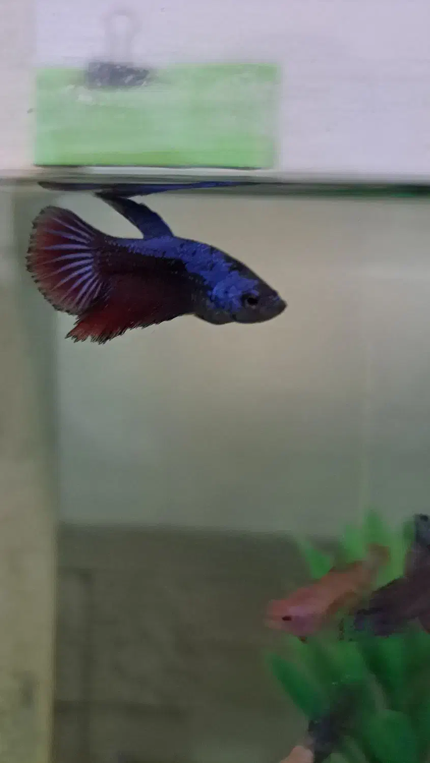 ۵ عدد فایتر جوان|ماهی|ارومیه, |دیوار