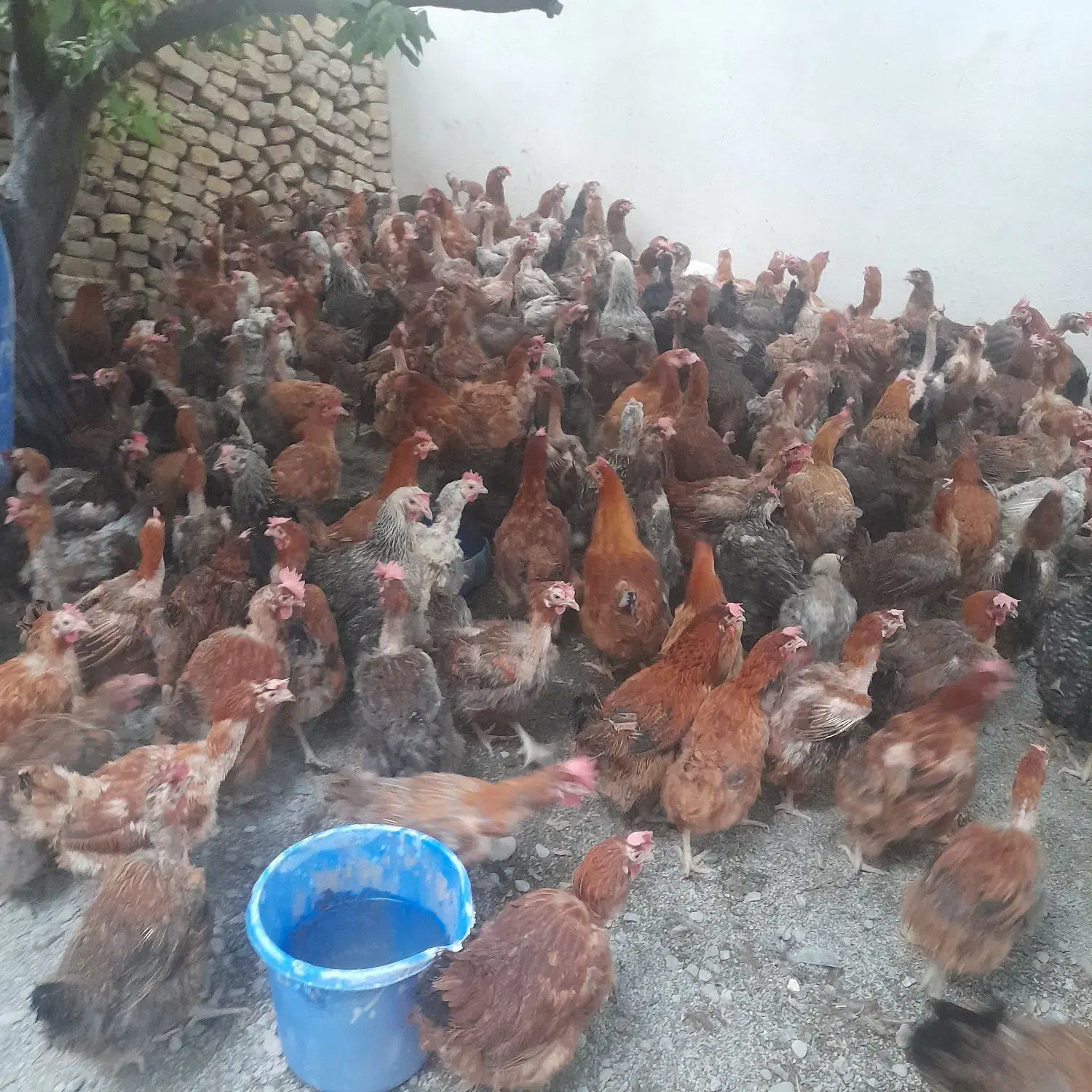 مرع بومی  گلپایگان محلی و رسمی تخمگذار  مرغ لوهمن|حیوانات مزرعه|شهریار, کرد امیر|دیوار