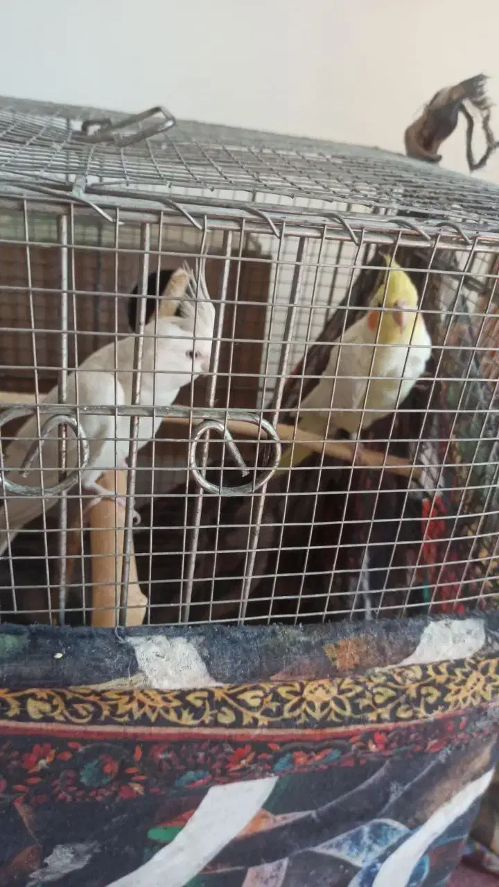 فروش یک جفت عروس هلندی مولد نر لوتینوماده آلبینو|پرنده|جهرم, |دیوار