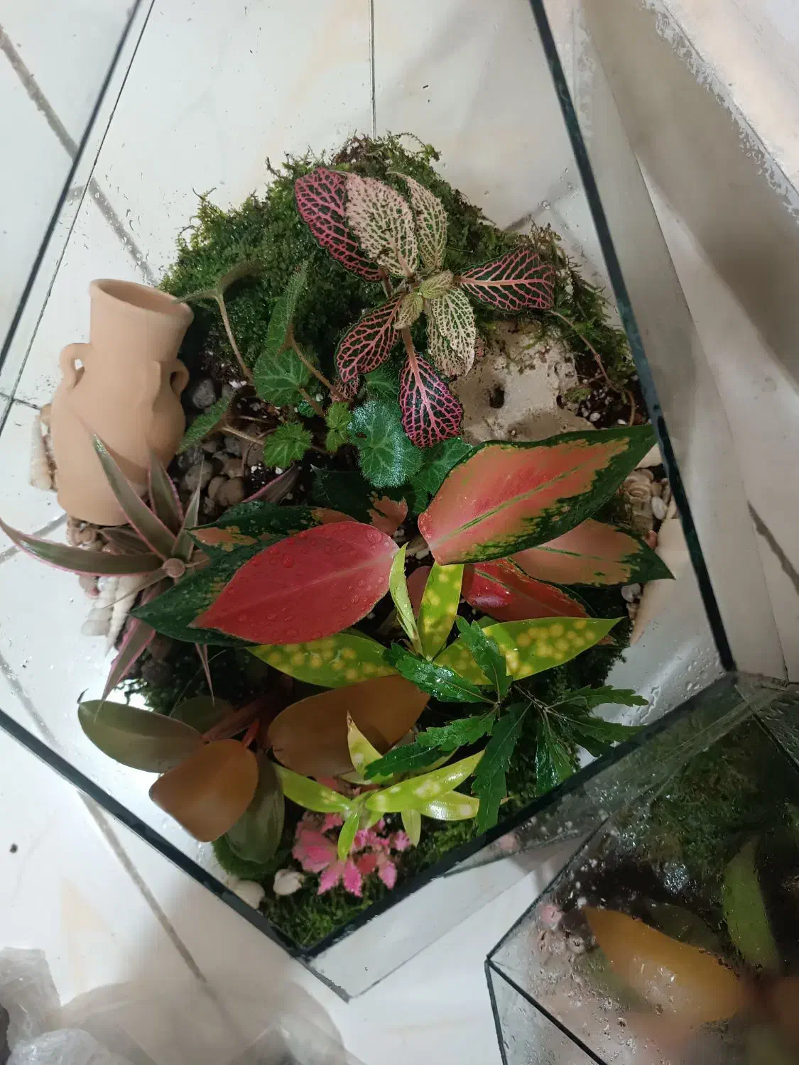 تراریوم|گل و گیاه طبیعی|قرچک, شهرک گلها|دیوار