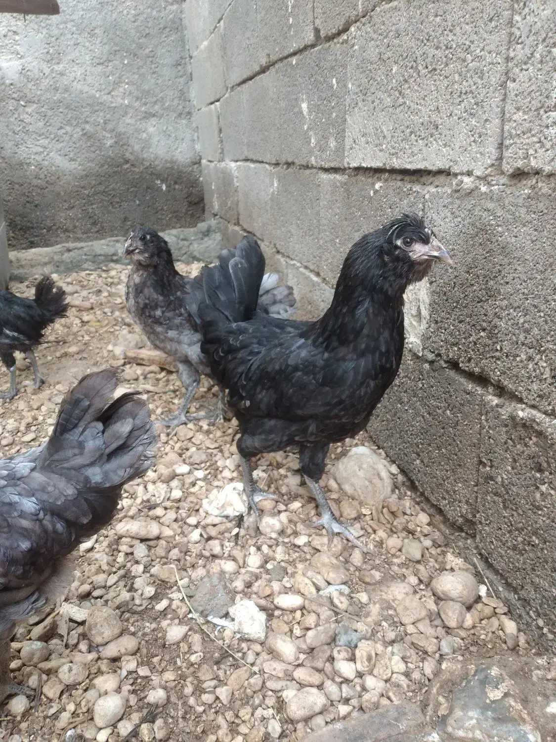 فروشی|حیوانات مزرعه|آبدان, |دیوار