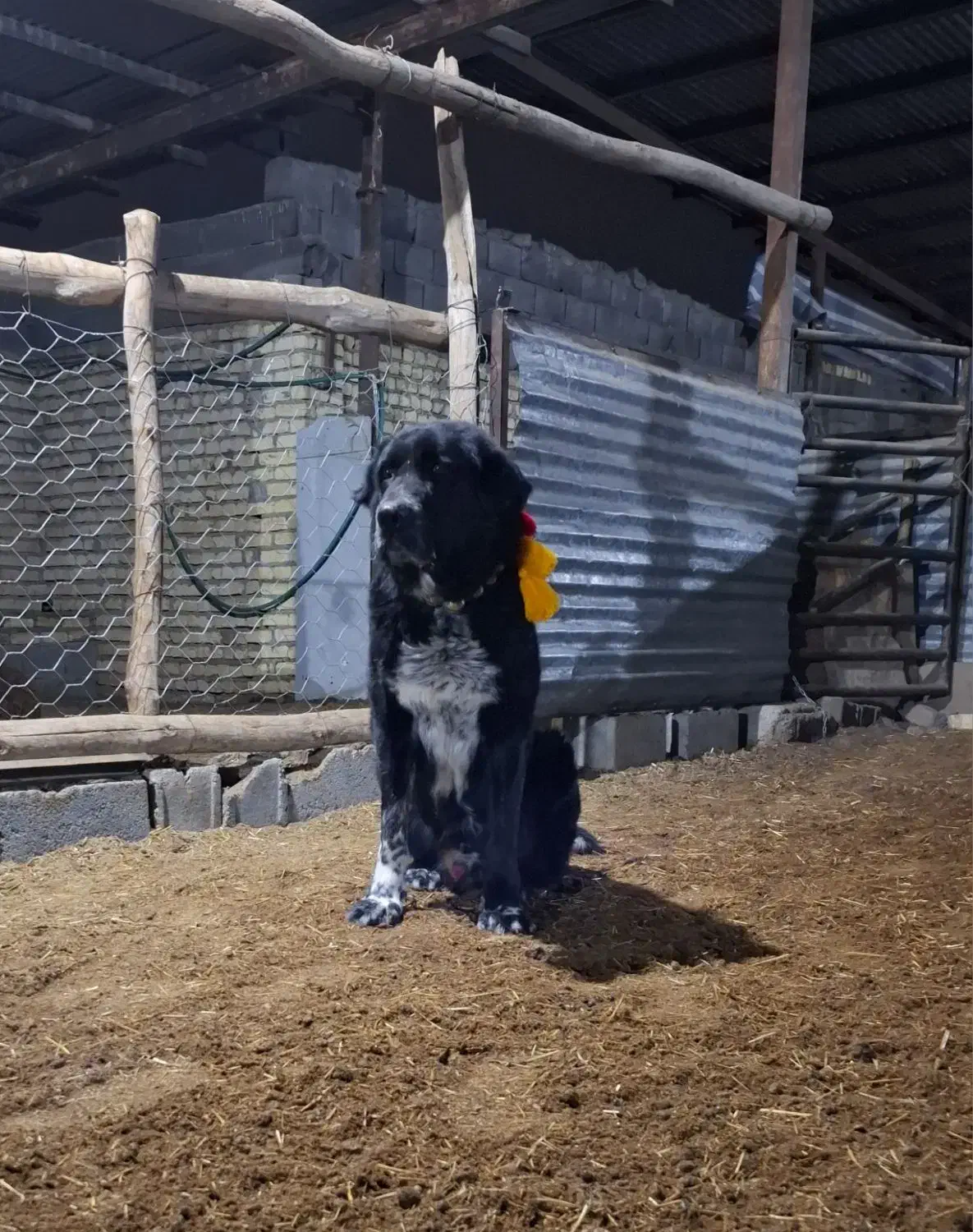 سگ قدرجونی|سگ|خمینیشهر, |دیوار