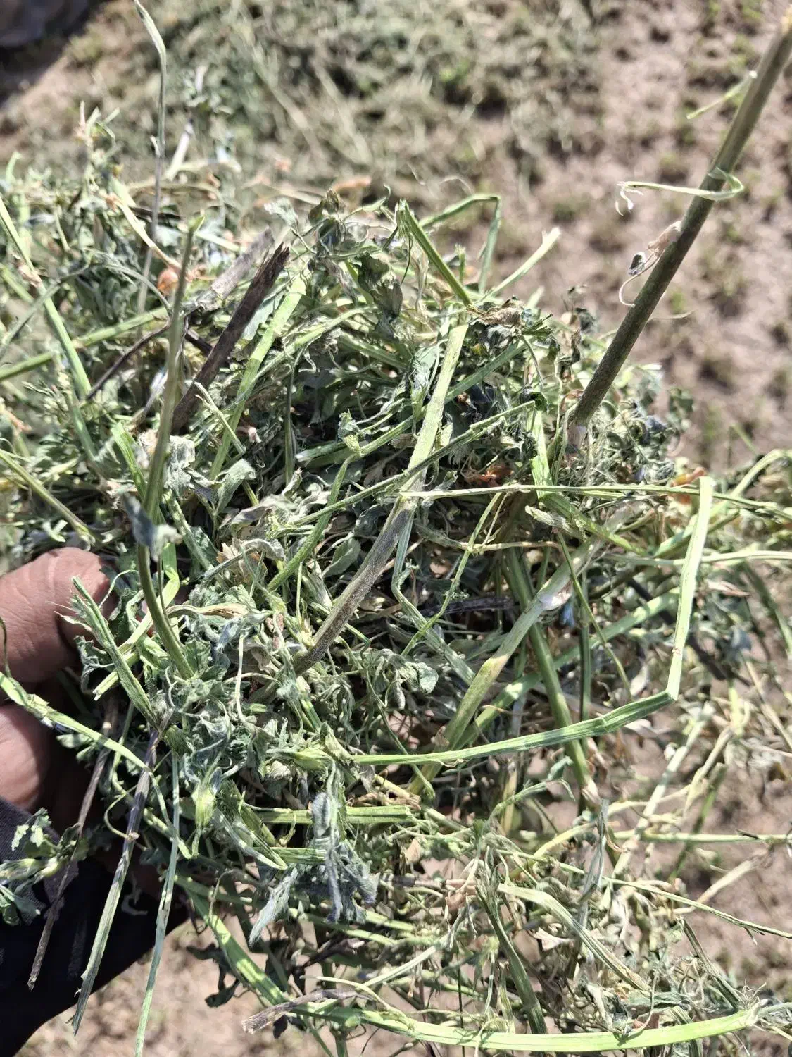 یونجه|عمده‌فروشی|داراب, |دیوار