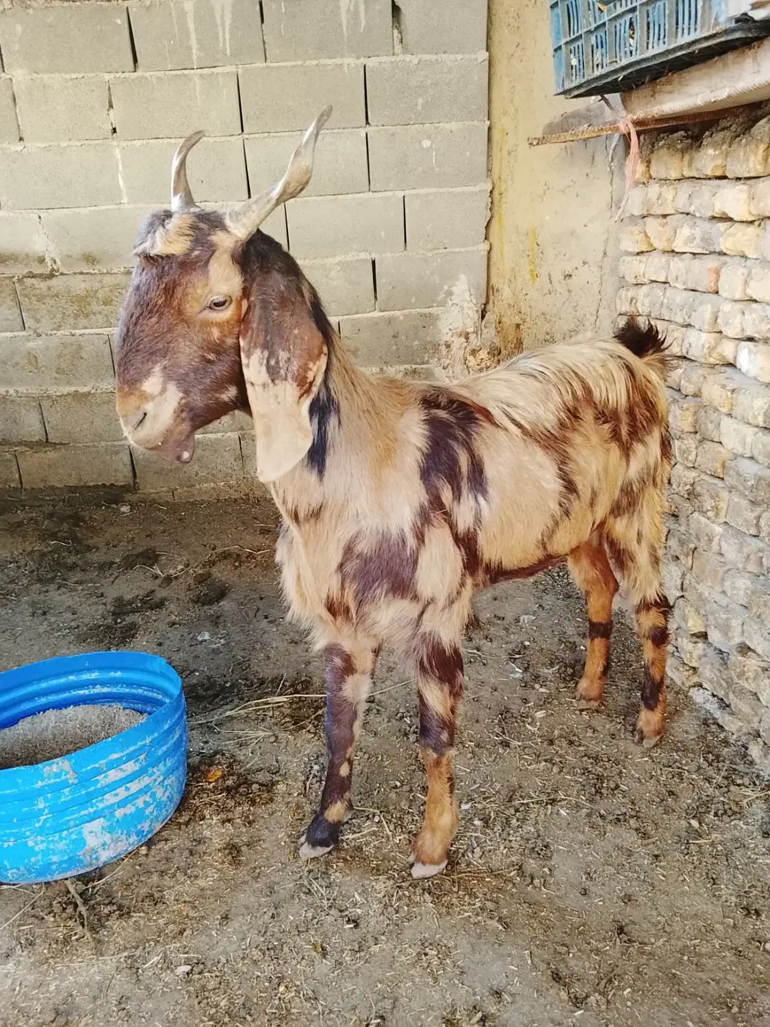 بزجنس پاکستانی|حیوانات مزرعه|سرخنکلاته, |دیوار