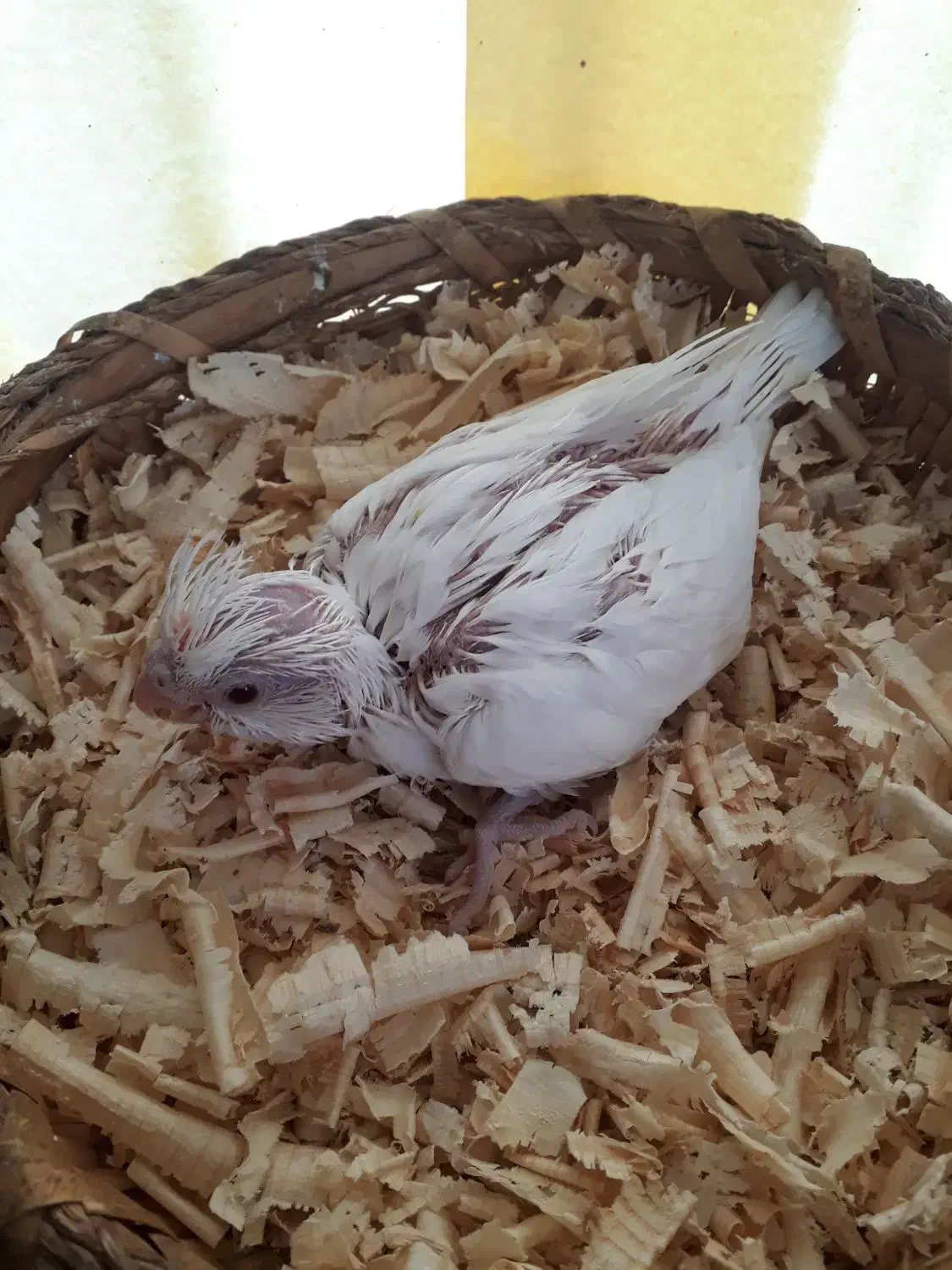 عروس هلندی|پرنده|قشم, |دیوار