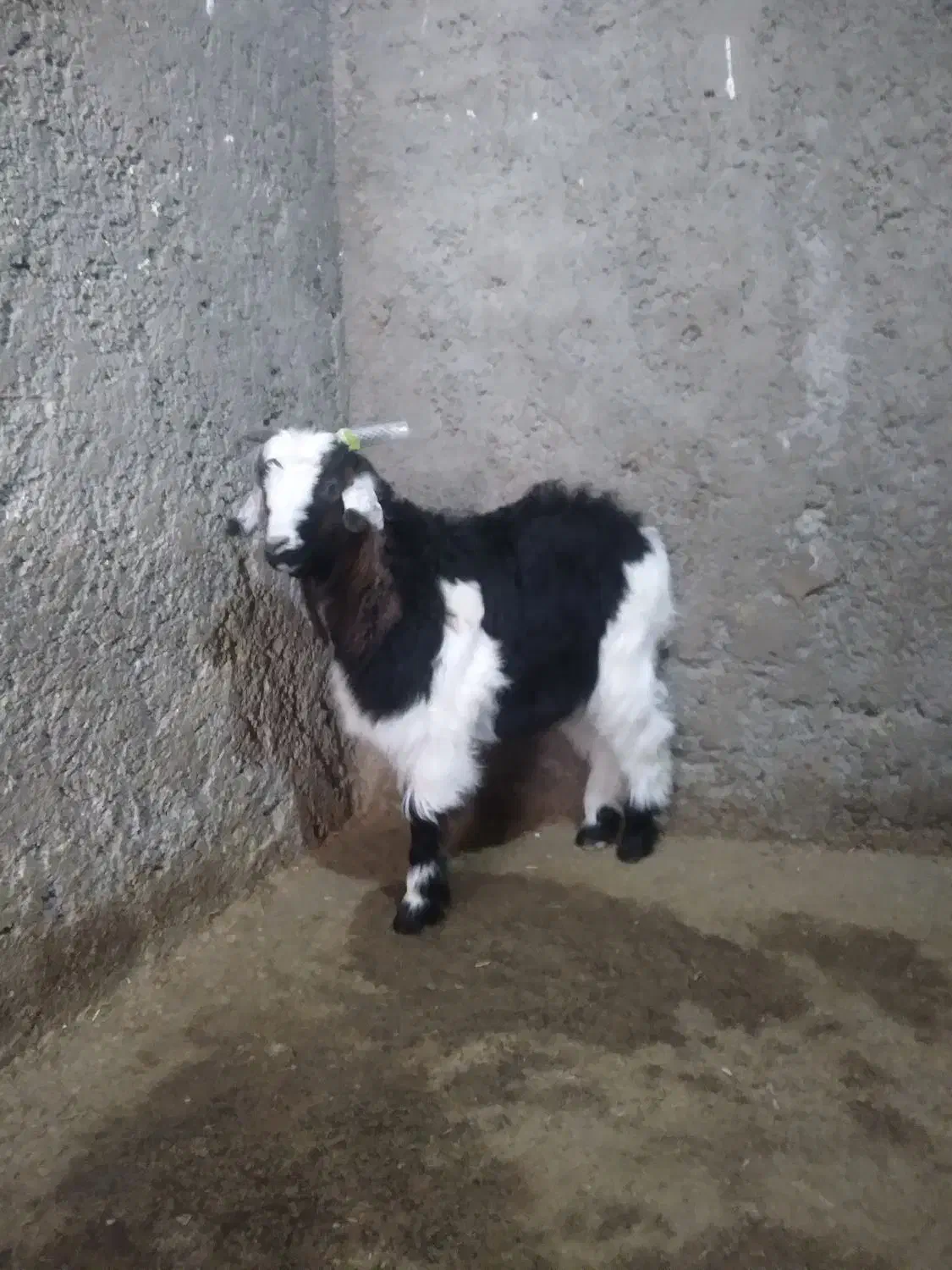 بز نر زیبا|حیوانات مزرعه|دورود, |دیوار