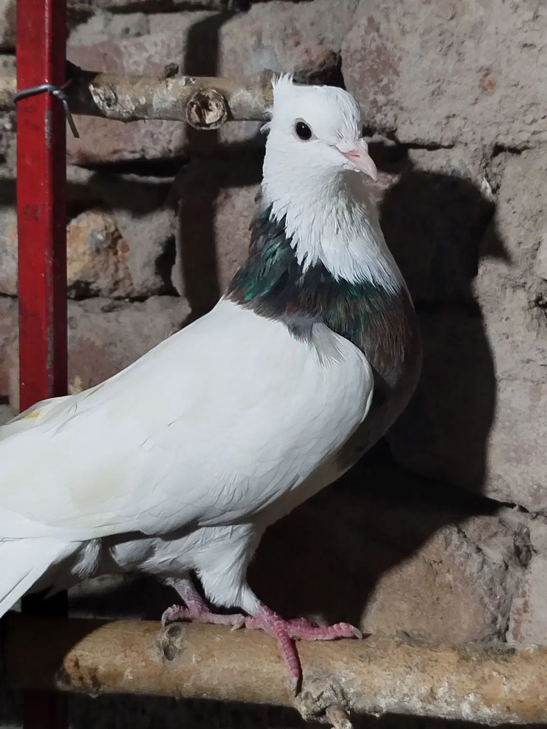 کبوتر|پرنده|ویلکیج, |دیوار