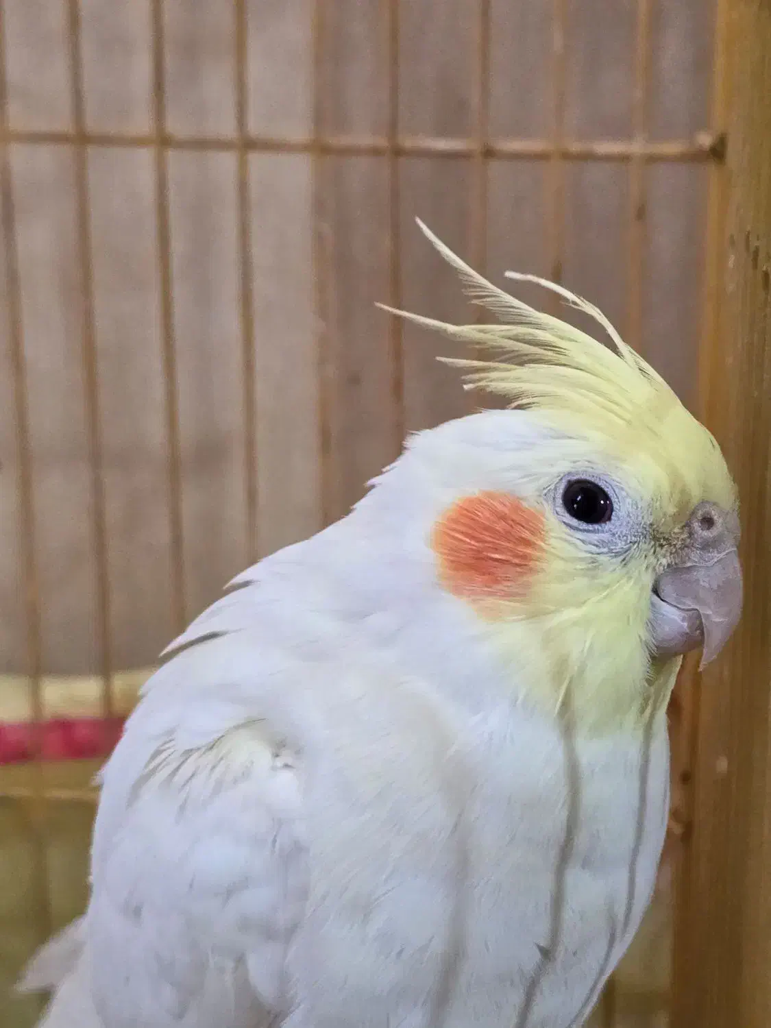 یه جفت عروس هلندی خاص|پرنده|نورآباد ممسنی, |دیوار