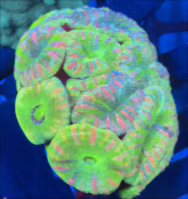 انواع برین لوپی آبشورABSHOR|ماهی|تهران, جوادیه تهرانپارس|دیوار