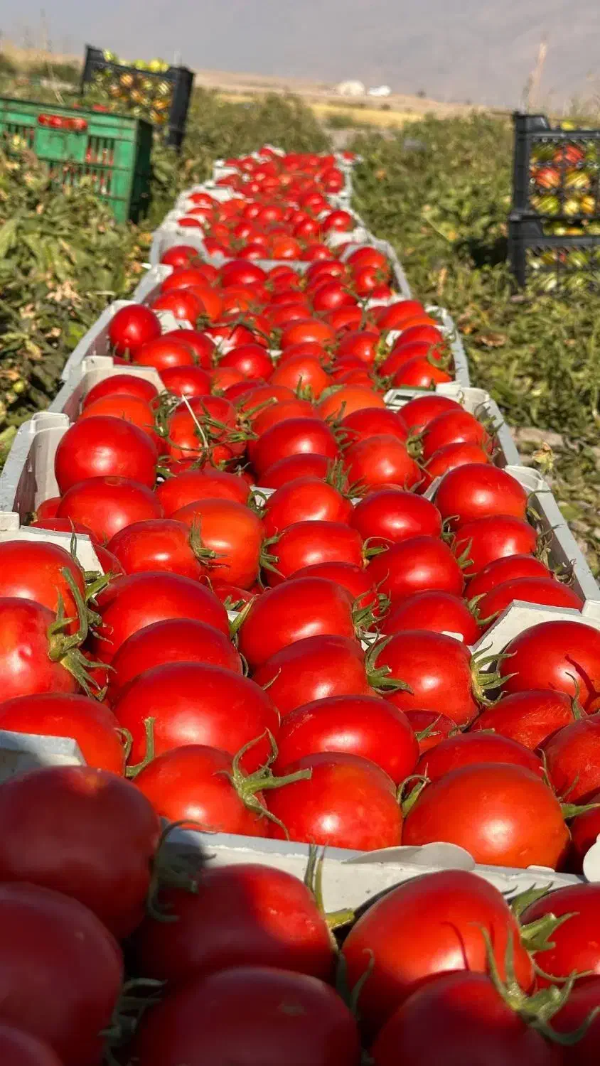 اجاره 5هکتار زمین گوجه منطقه ابرج|اجارهٔ دفتر صنعتی، کشاورزی، تجاری|مرودشت, پشت سایپا‎|دیوار