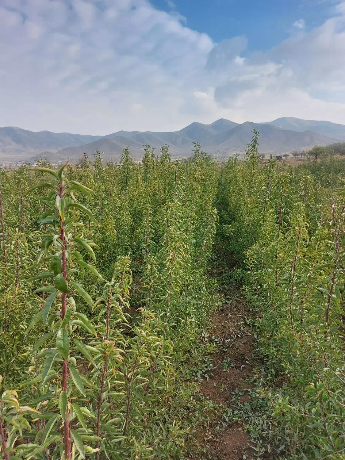 فروش نهال|گل و گیاه طبیعی|ارومیه, |دیوار