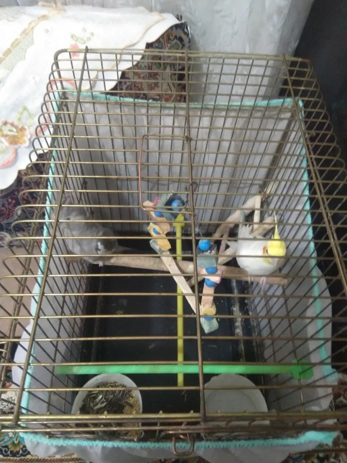 یه جفت عروس هلندی سخنگو به|پرنده|قم, نیروگاه|دیوار