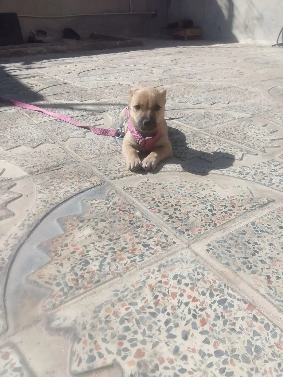 سگ خارجی فروشی ماده|سگ|صحنه, |دیوار