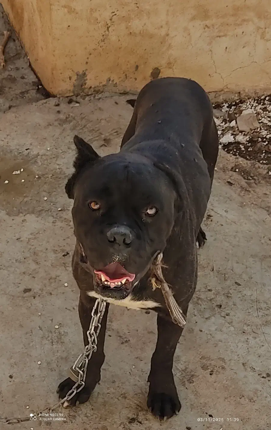 سگهای باهوش|سگ|کرمان, |دیوار