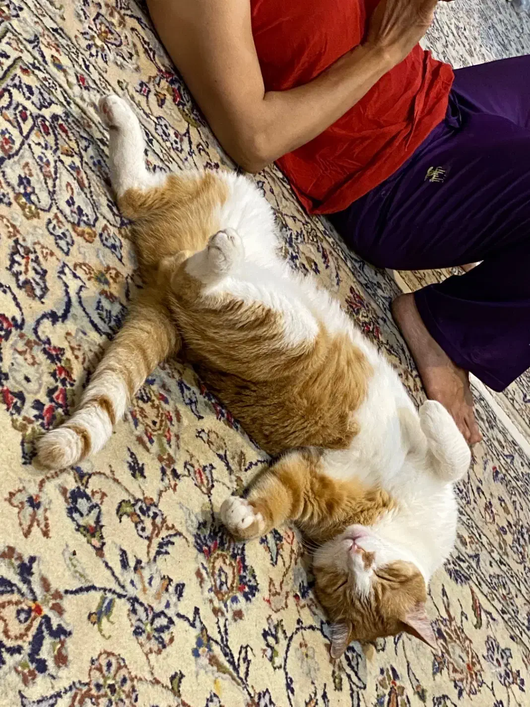 واگذاری گربه|گربه|تهران, سازمان آب|دیوار