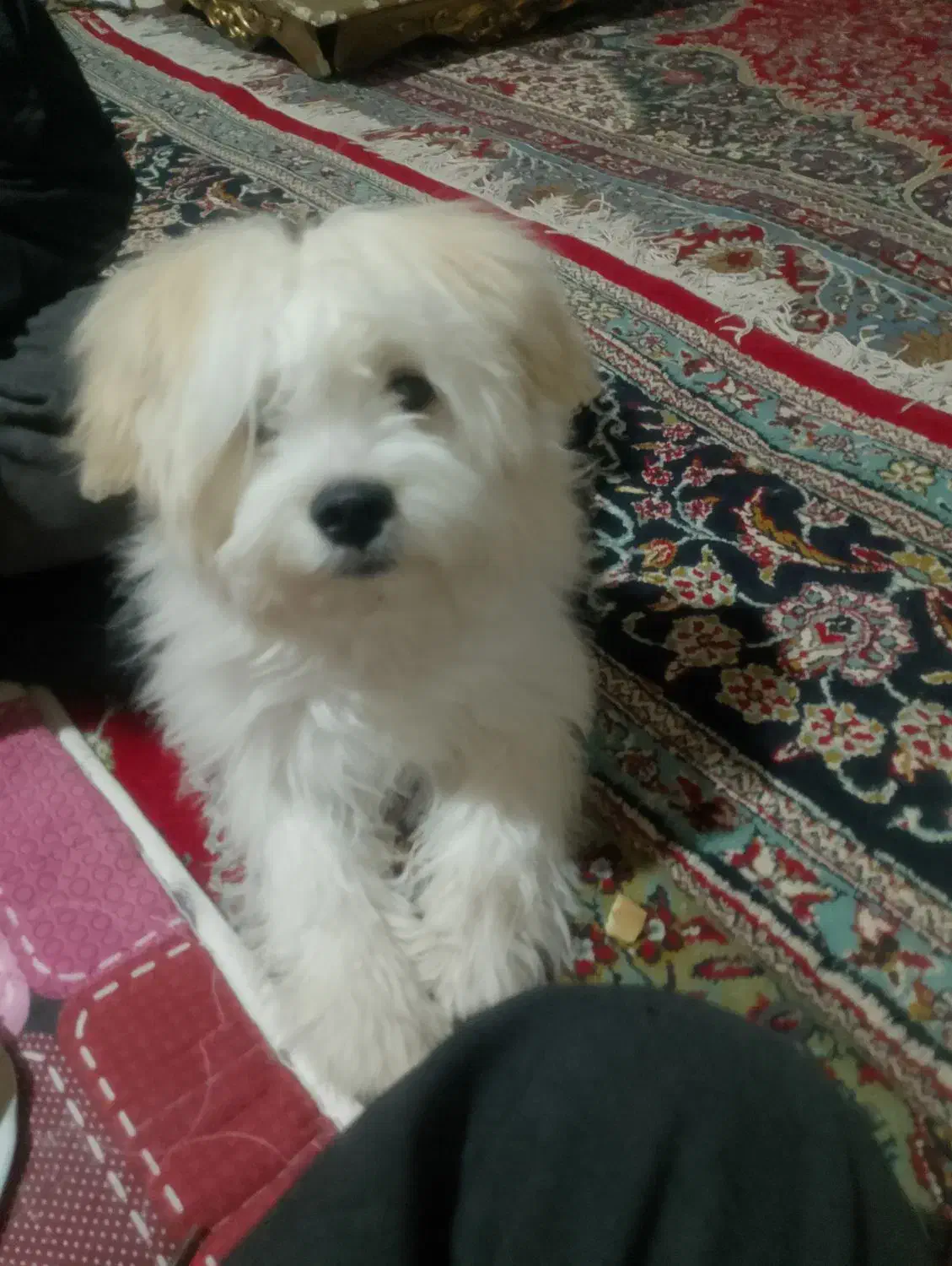 واگذاری سگ|سگ|دهگلان, |دیوار