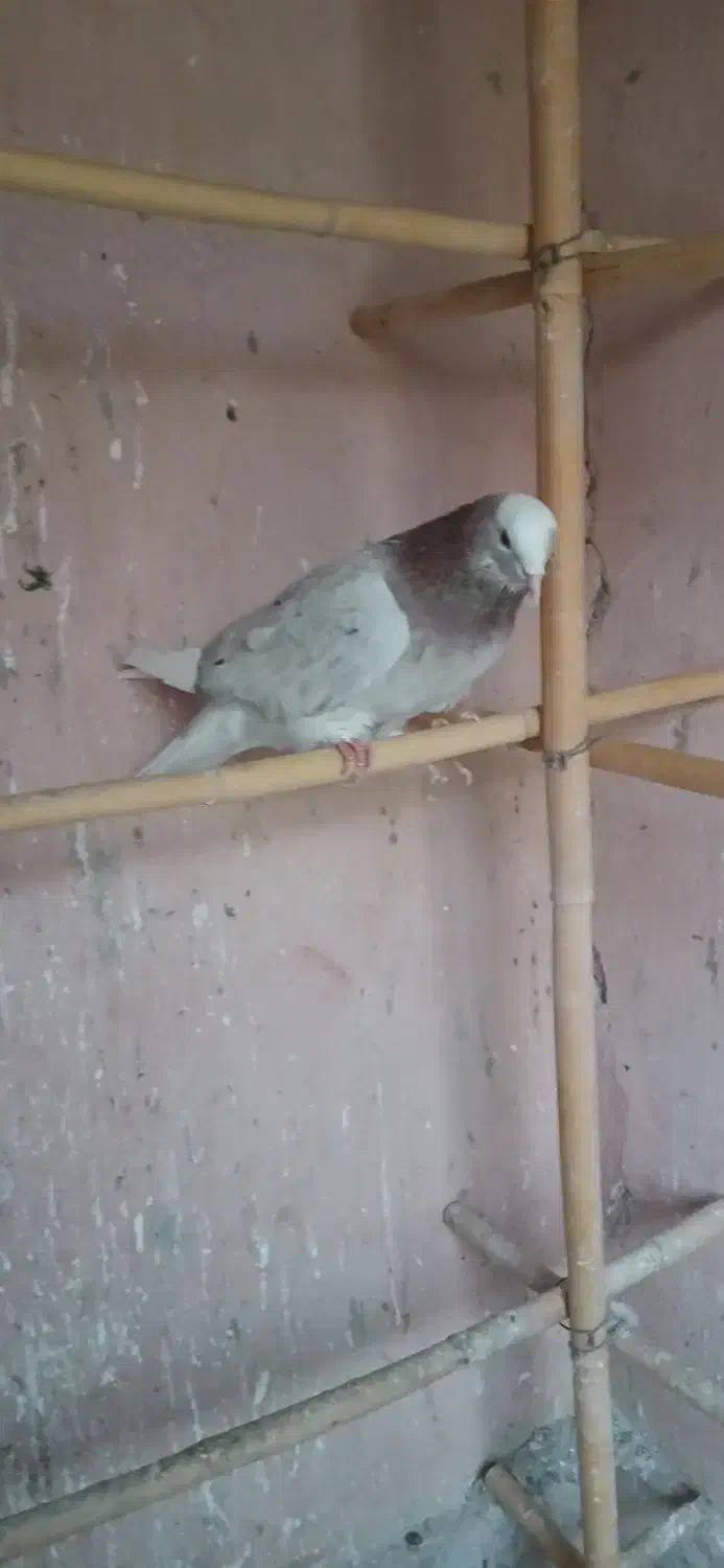 کفتر سرور|پرنده|مشکین‌دشت, |دیوار