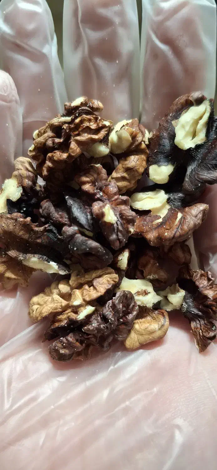 گردو محلی تازه|خوردنی و آشامیدنی|حمیدیا, |دیوار