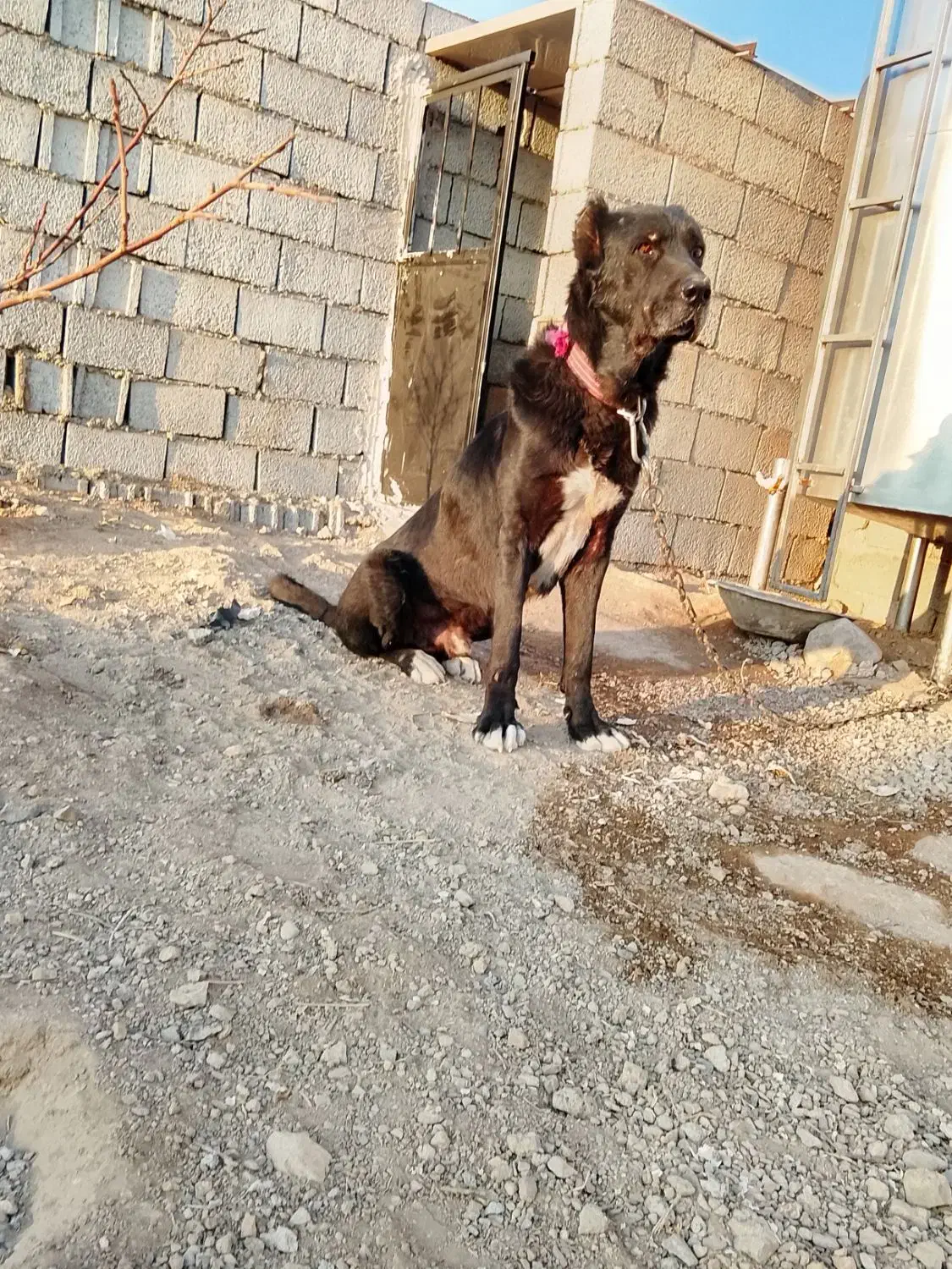 سگ سرابی|سگ|صوفیان, |دیوار