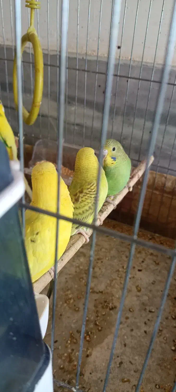 مرغ عشق و عروس هلندی|پرنده|پاکدشت, پاکدشت (مامازند)|دیوار