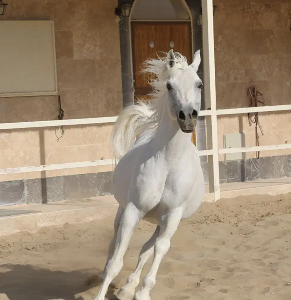 سیروان پسری از سیلمی تیام مادر جیران|اسب و تجهیزات اسب‌سواری|بروجرد, |دیوار