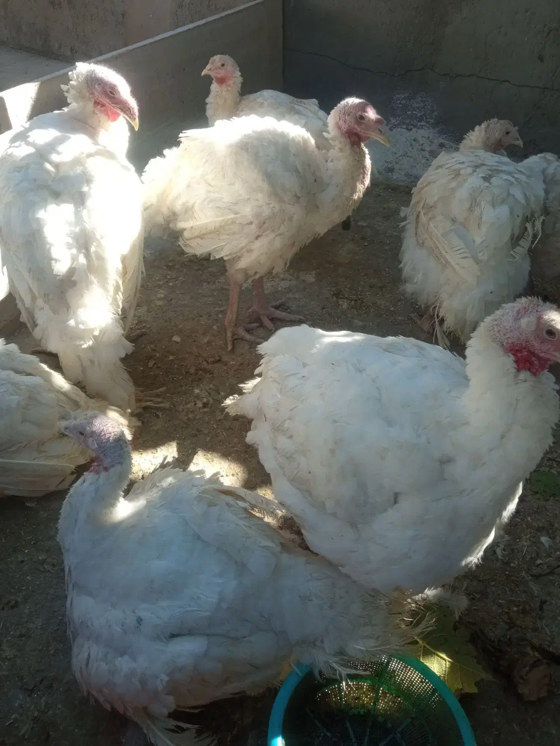 بوقلمون پرورشی|حیوانات مزرعه|بیستون, |دیوار