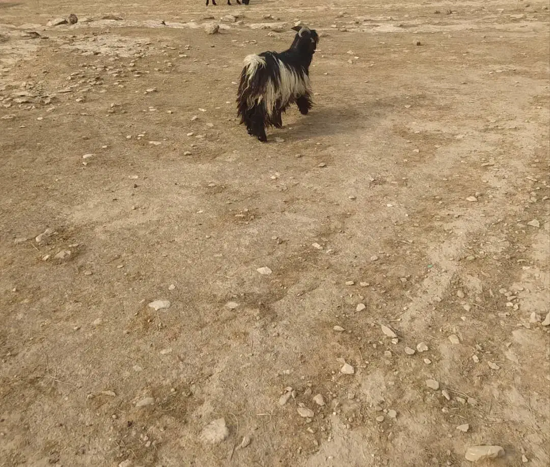 یک عدد بهده ترکی برا فروش|حیوانات مزرعه|شوشتر, |دیوار