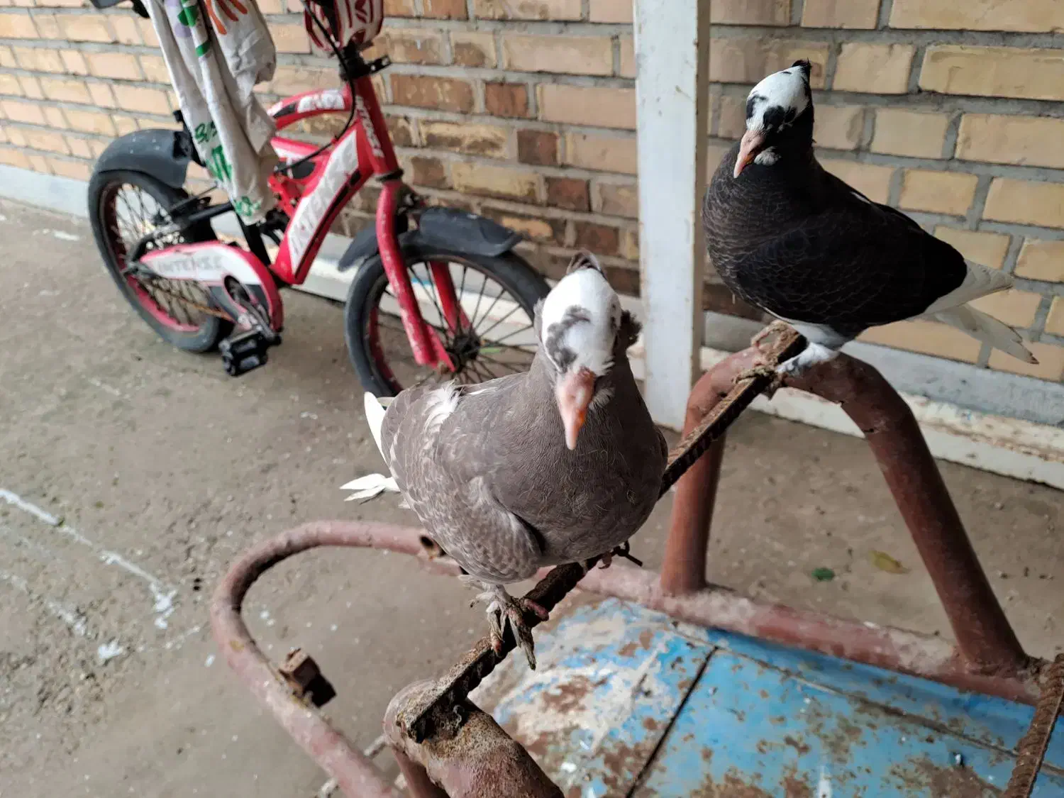 کبوتر|پرنده|گتوند, |دیوار