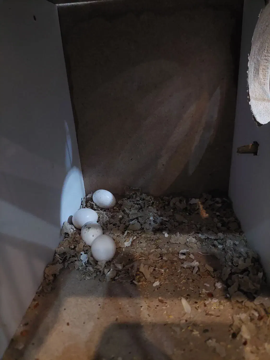 جفت عروس زیبا|پرنده|سیرجان, |دیوار