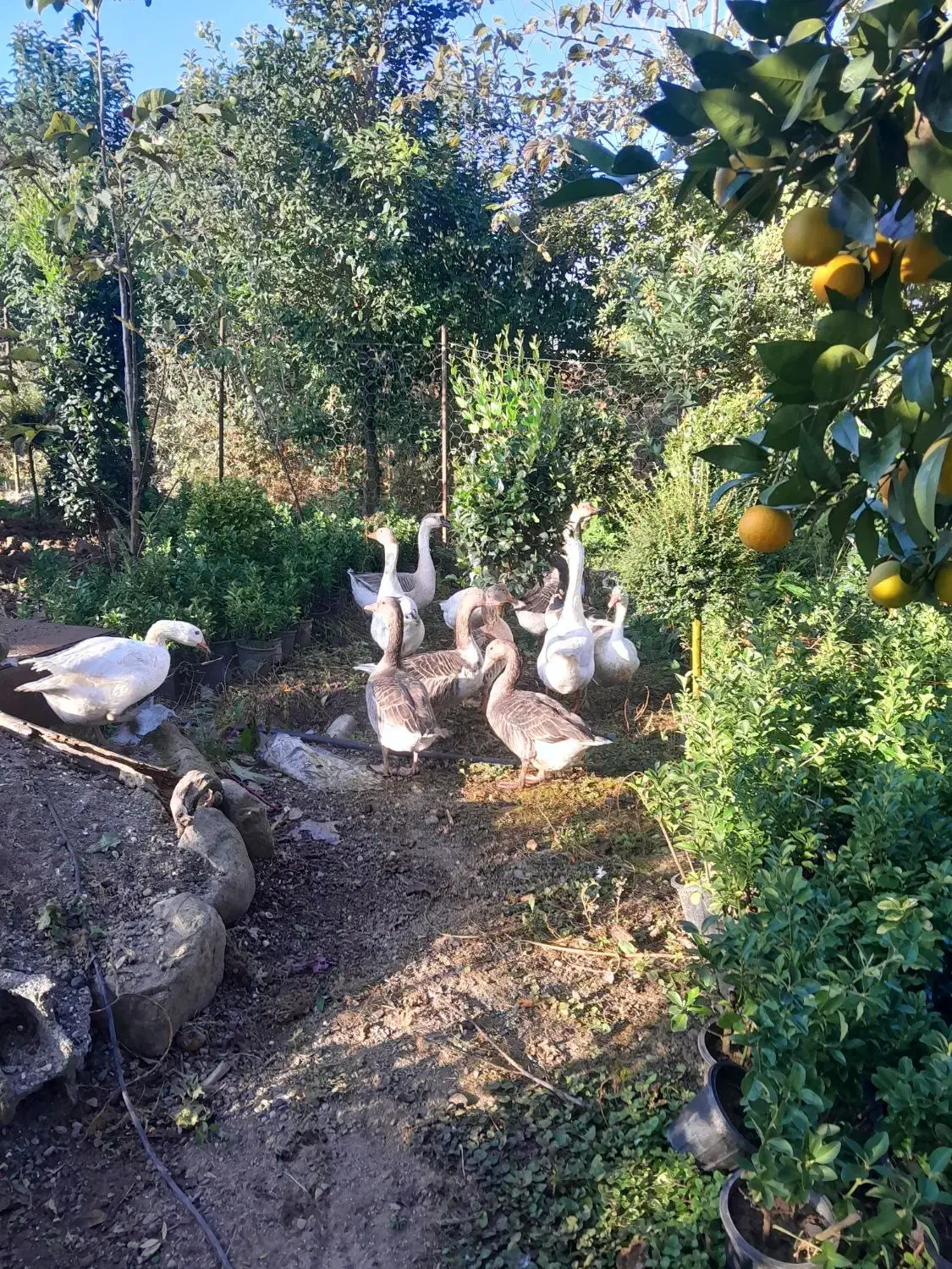 فروش غاز تخم گذار|حیوانات مزرعه|چابکسر, |دیوار