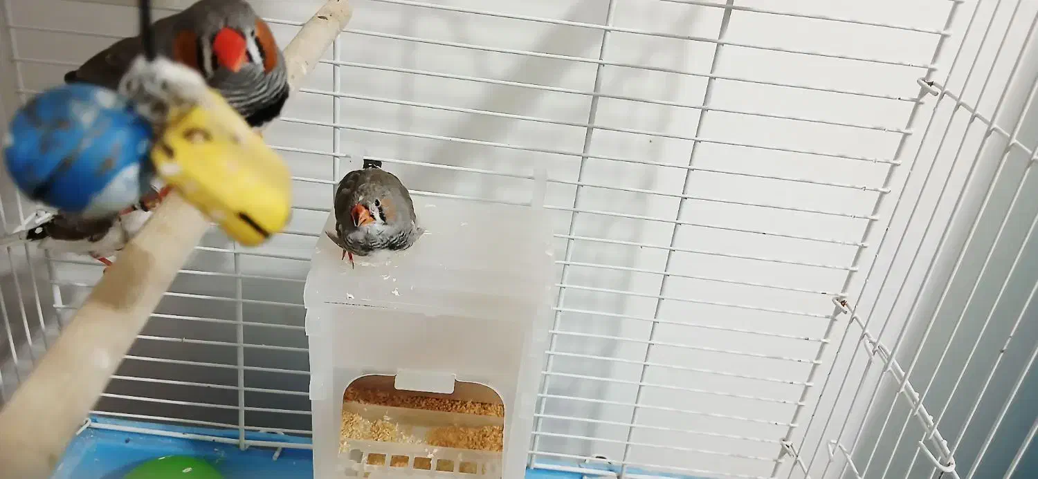 فنچ|پرنده|رودسر, |دیوار