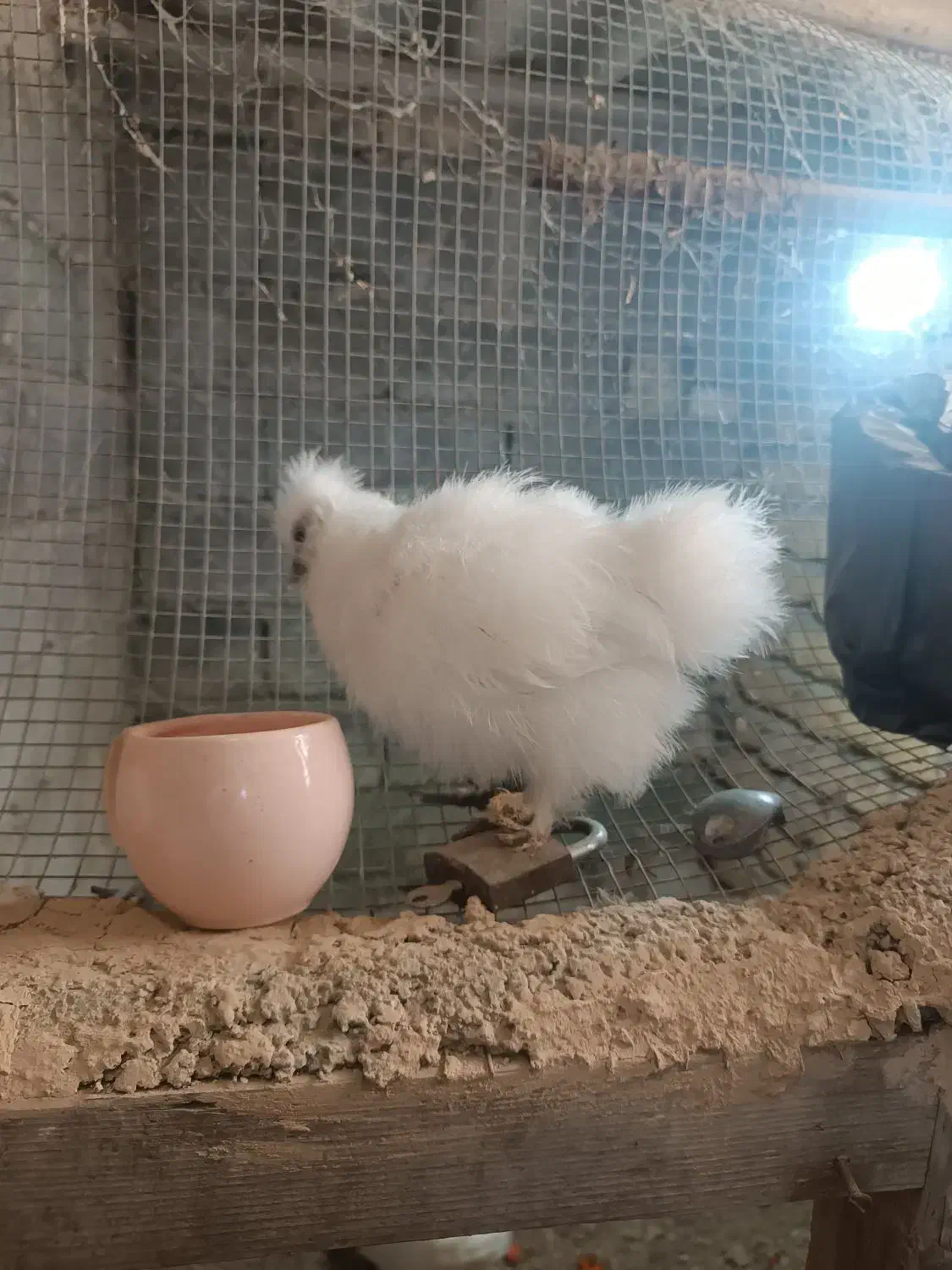 جوجه ابریشمی|حیوانات مزرعه|مینودشت, |دیوار