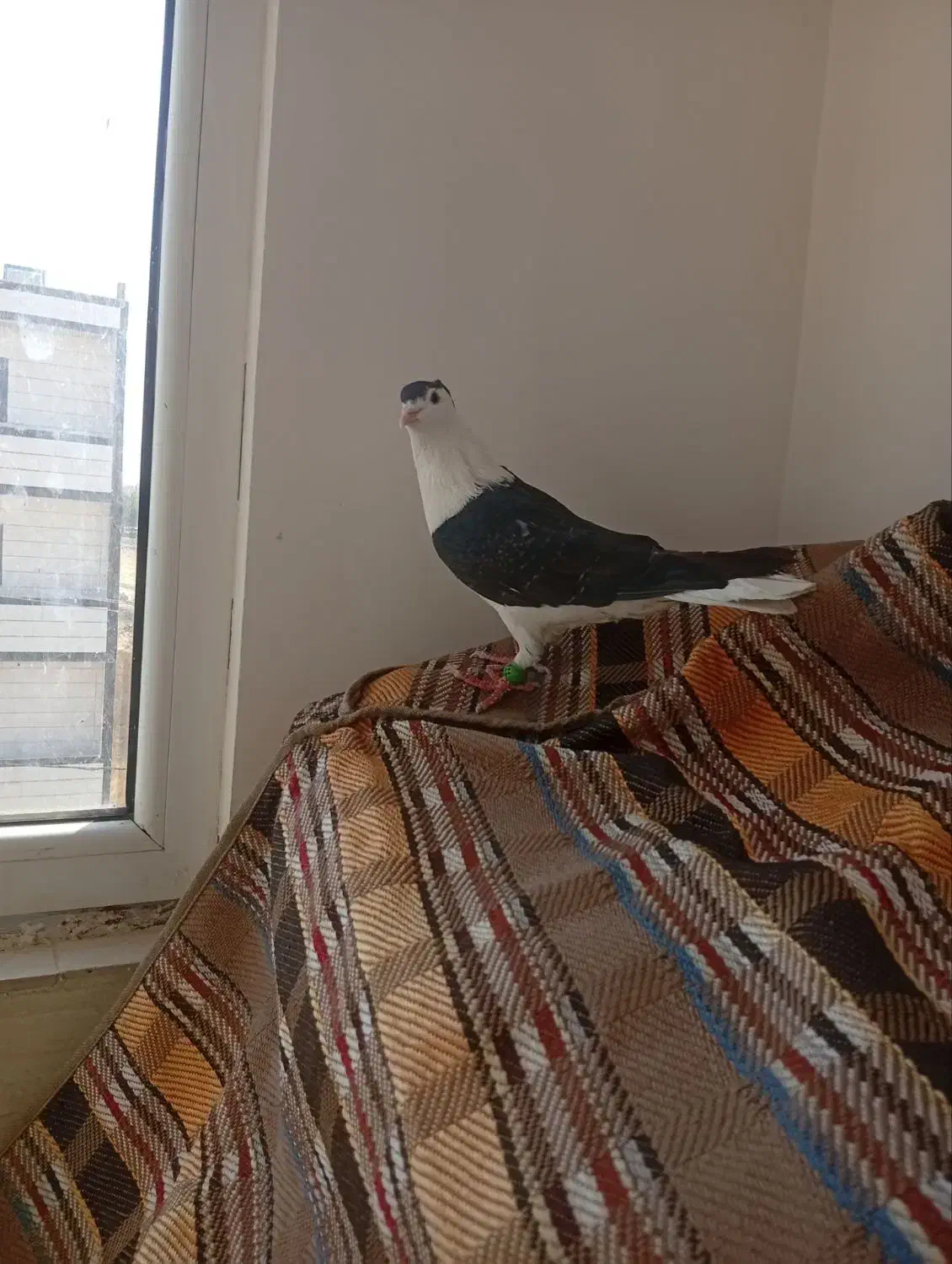 نر شیرازی ب شرط|پرنده|چگنی, |دیوار