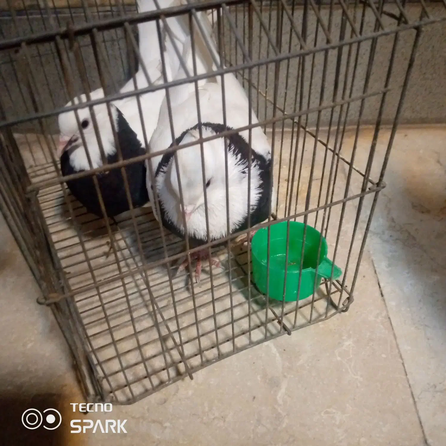 طوقی|پرنده|خرمشهر, |دیوار