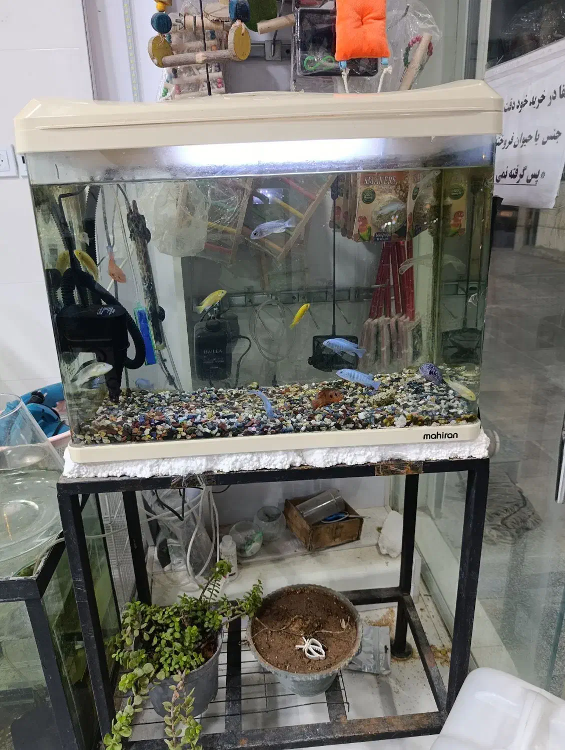 انواع آکواریوم دست دوم ونو وملزومات زیر قیمت بازار|ماهی|بوشهر, |دیوار