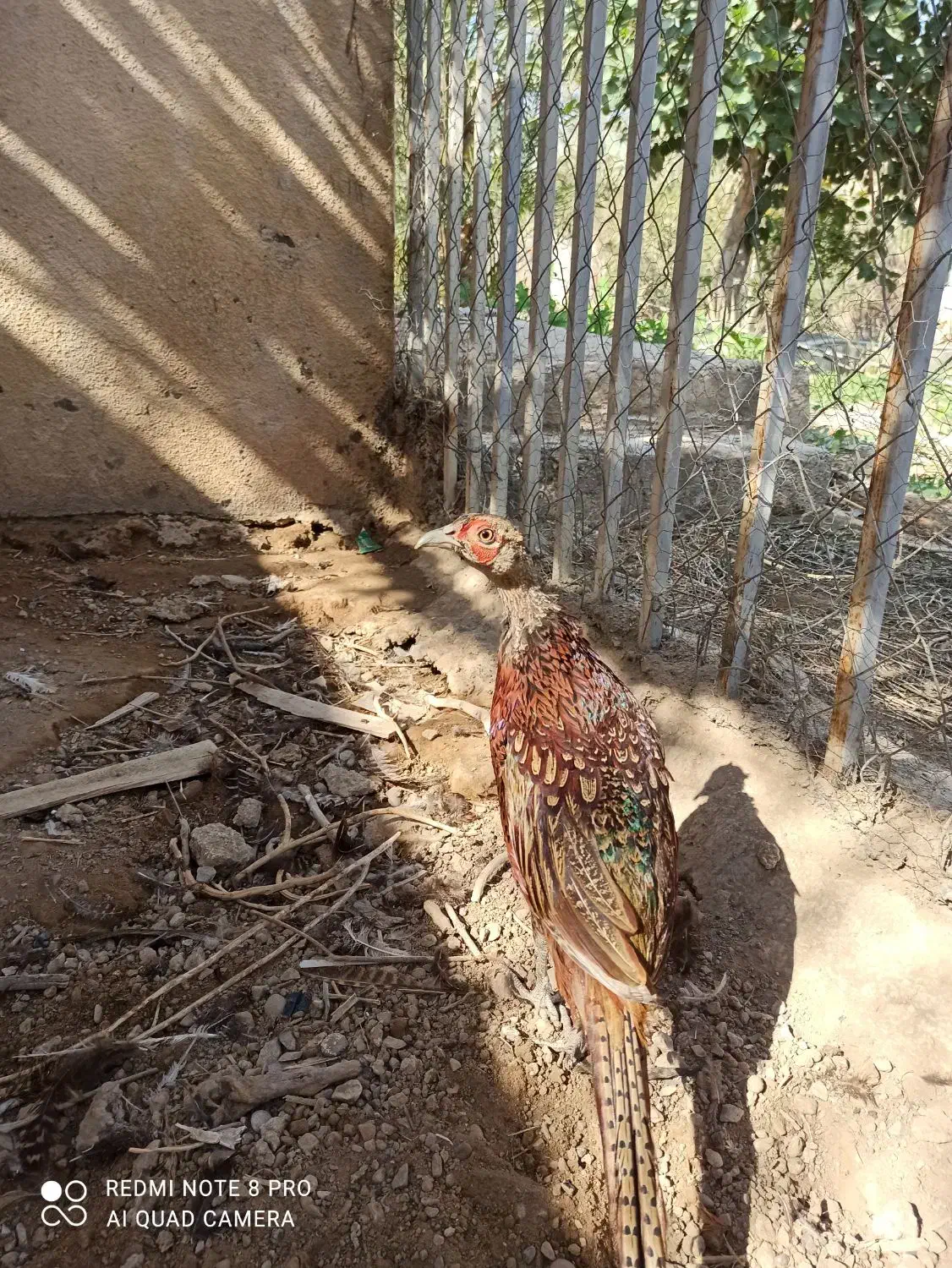 مرغ آمریکایی و پاکستانی|پرنده|بهبهان, |دیوار