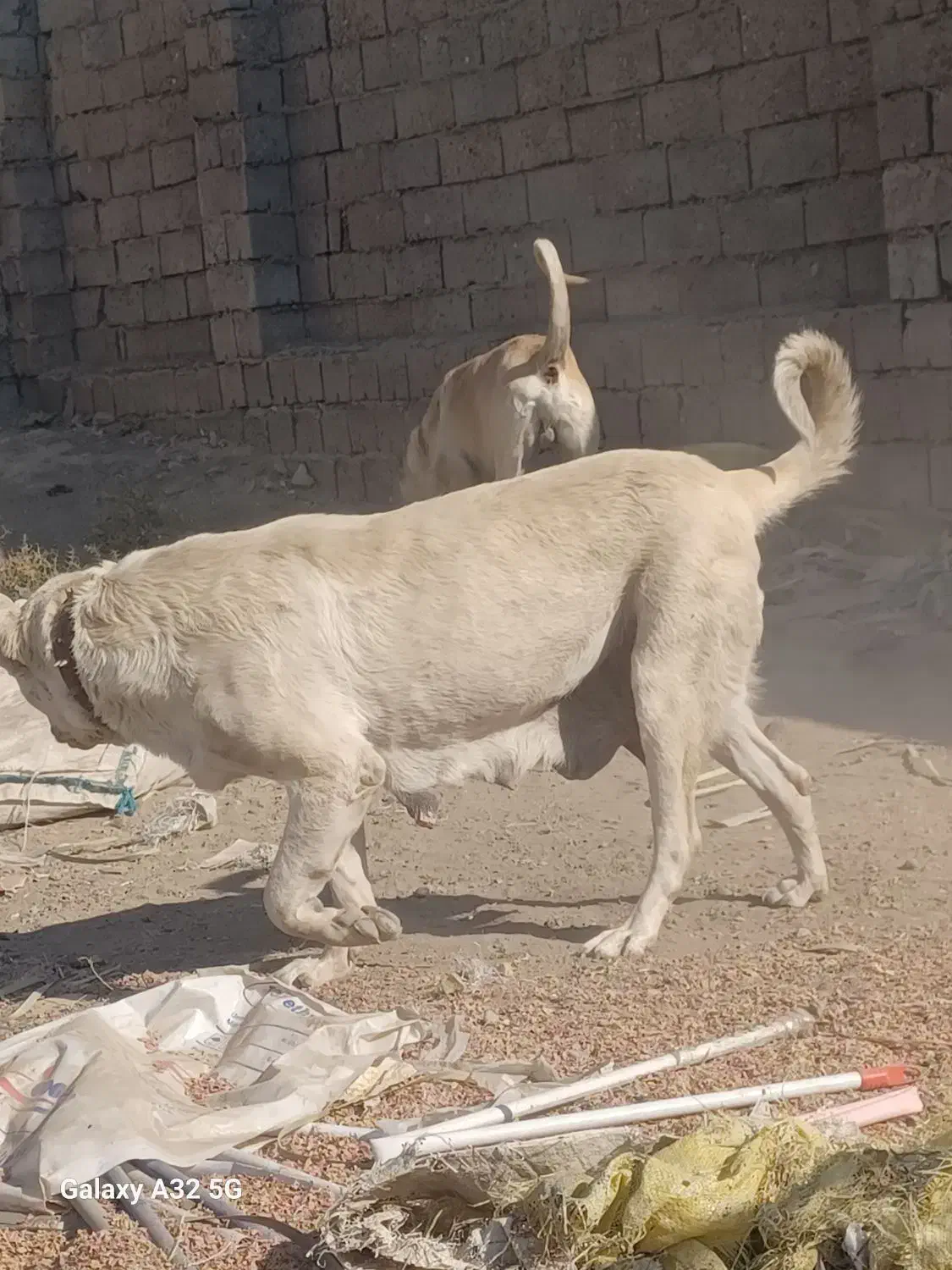 سگ گله|سگ|میاندوآب, |دیوار