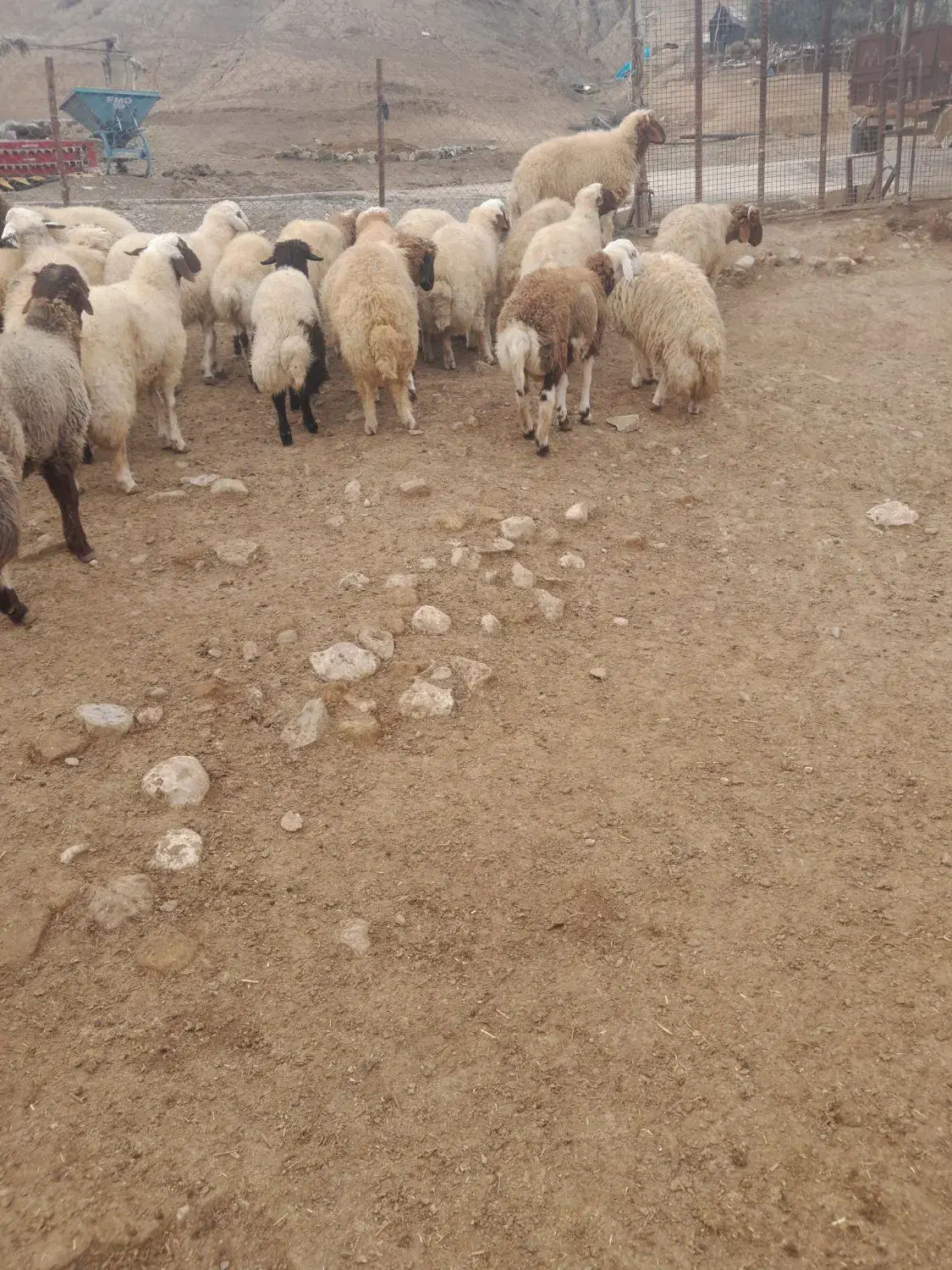 بره پروار|حیوانات مزرعه|دره شهر, |دیوار