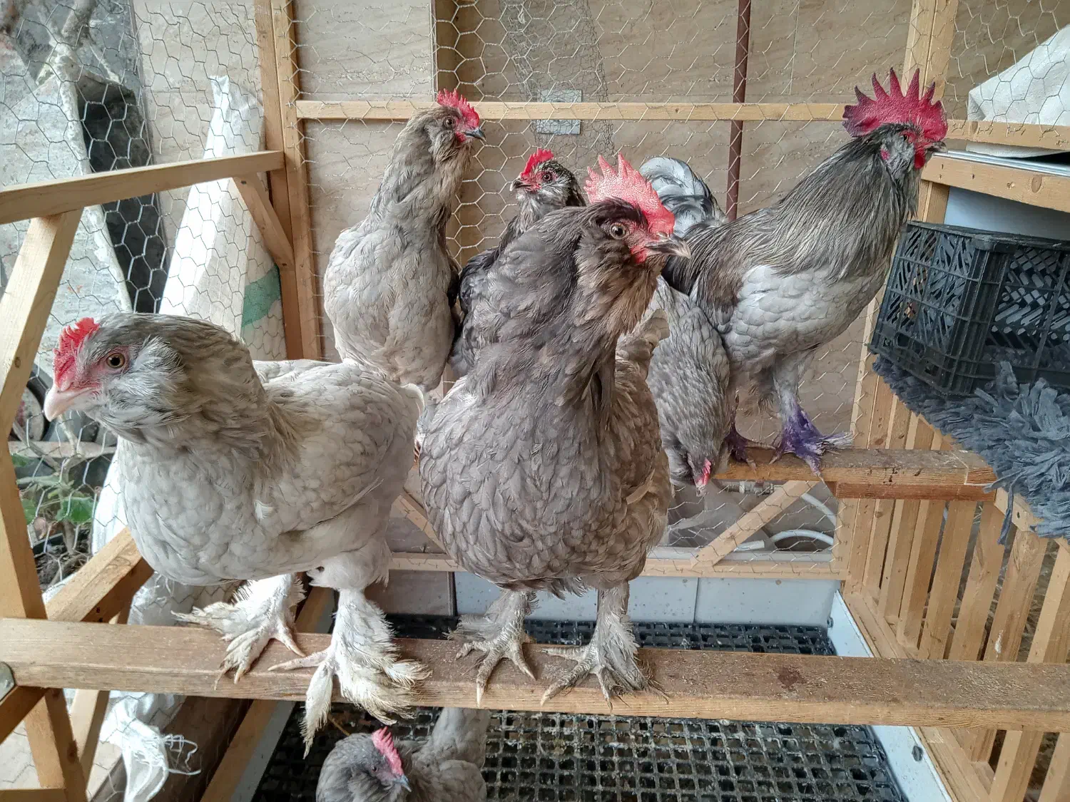 تخم نطفه دار مرندی طوسی|حیوانات مزرعه|آستانه اشرفیه, |دیوار