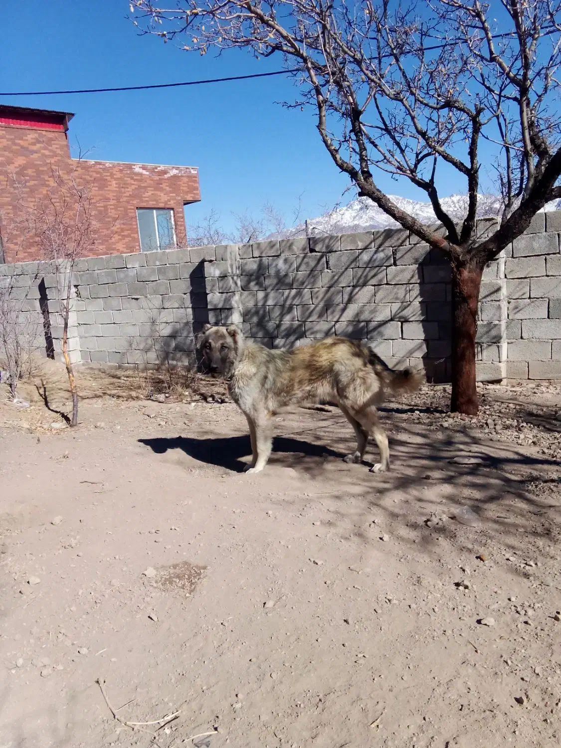 توله سرابی|سگ|سیرجان, |دیوار