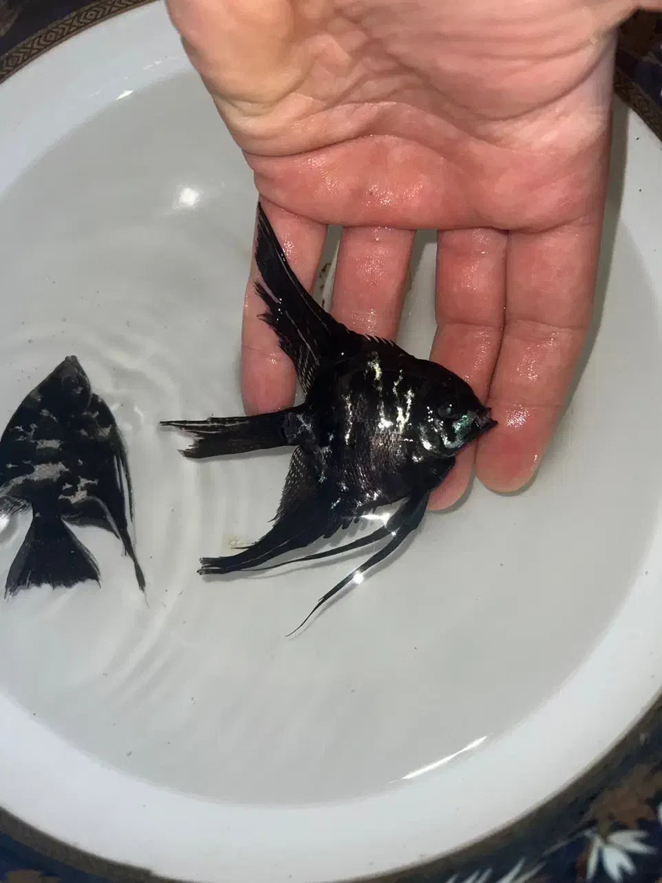 ماهی آنجل|ماهی|میاندوآب, |دیوار