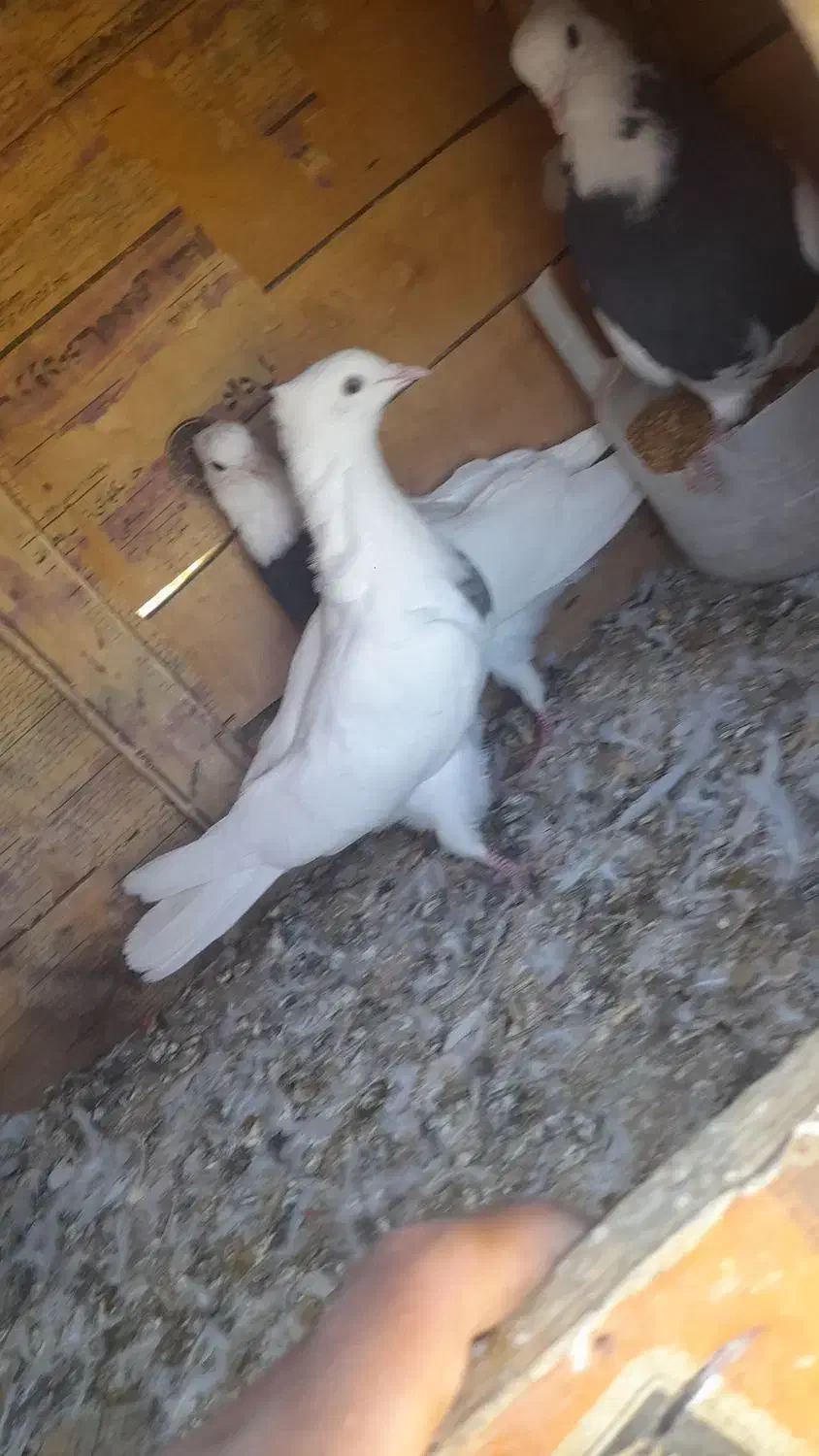 سه عدد کبوتر|پرنده|بیلوار, |دیوار