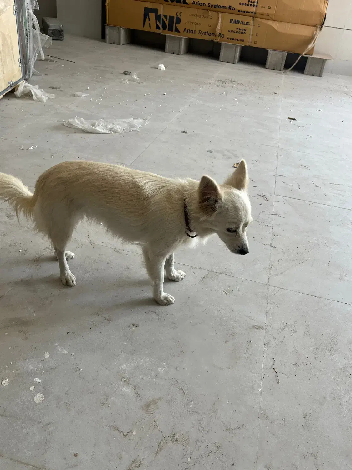 سگ اشپیتز روباهی|سگ|دلوار, |دیوار