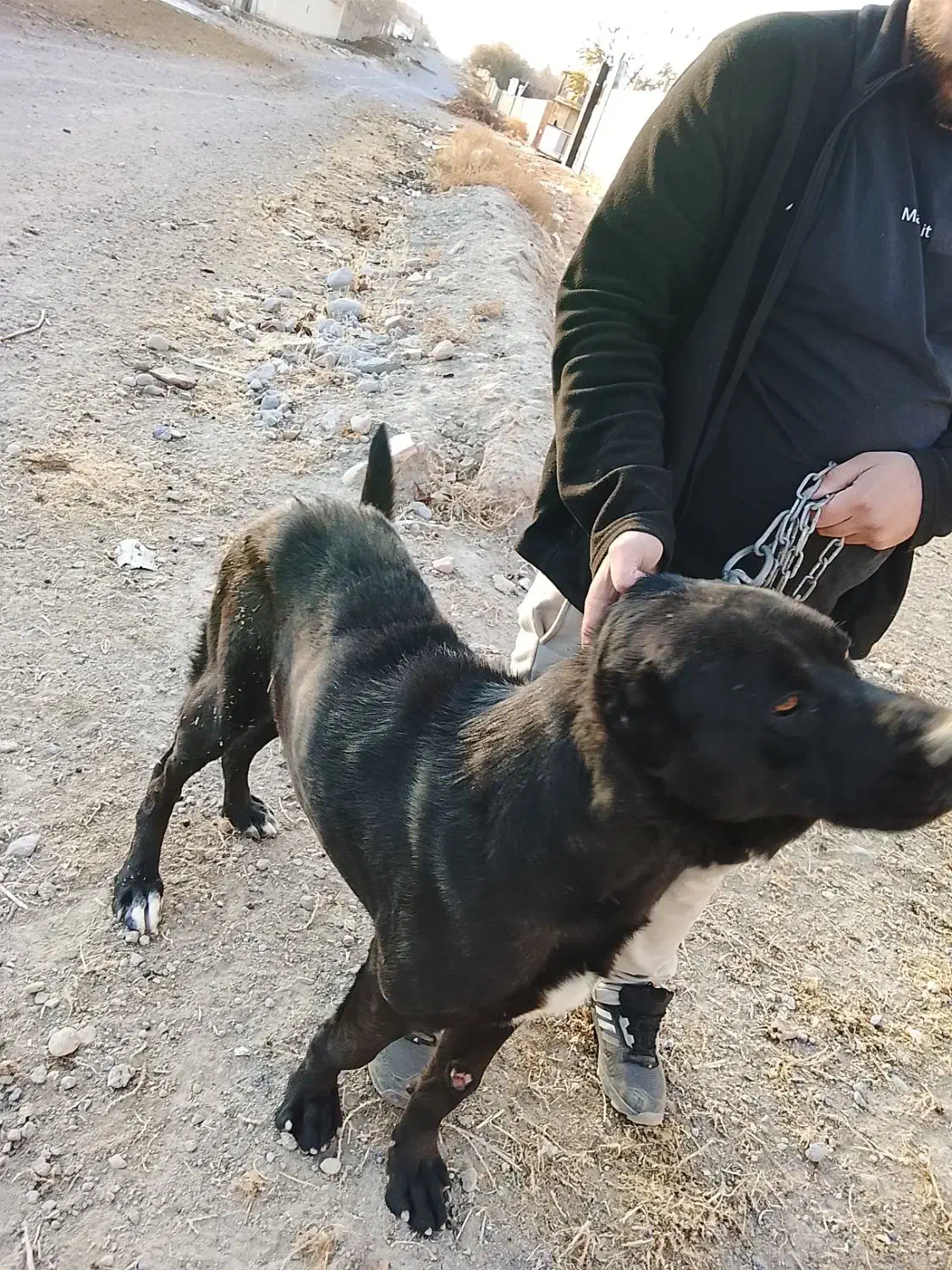 واگذاری رایگان ن ی س ت|سگ|باسمنج, |دیوار