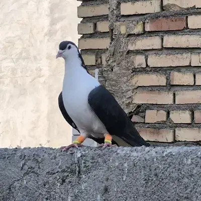 ساده سیاه پاک پرشی|پرنده|مشهد, رضاییه|دیوار